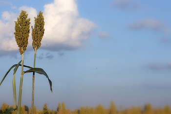 Agricoltura - foto di @gluca