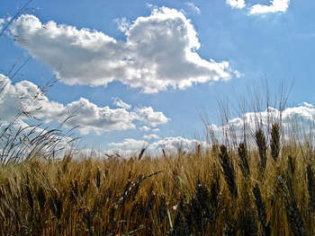 Agricoltura - foto di mastrobiggo