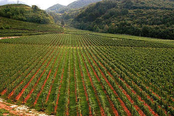 Agricoltura - foto di Fondazione Mach