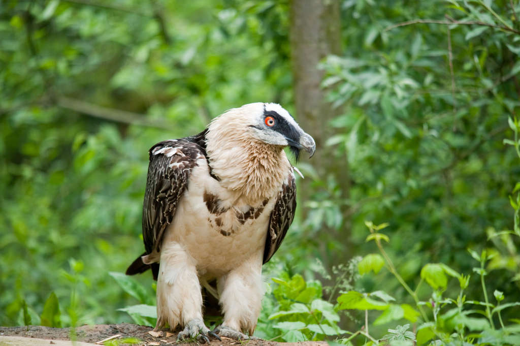 Bearded Vulture - Gipeto (Gypaetus barbatus)