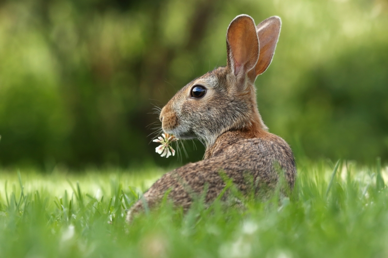 Biodiversità e natura