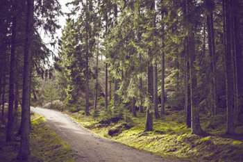 Protezione foreste