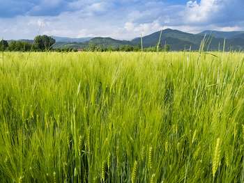 Agricoltura - Photo by Riccardo Palazzani - Italy on Foter.com / CC BY-NC-SA