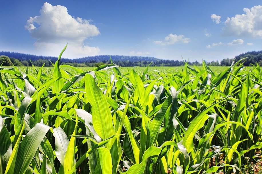 Piano assicurativo agricolo