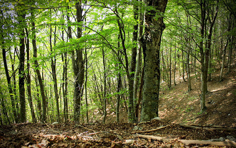 Foreste - Photo credit: Gabriele Altimari