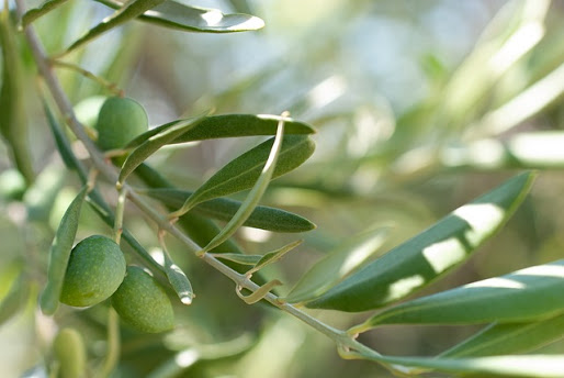 Xylella