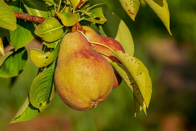 Agricoltura - Foto di Couleur da Pixabay