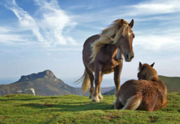 Horses - Foto di Richard Bartz